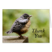 Young Robin (Front Horizontal)