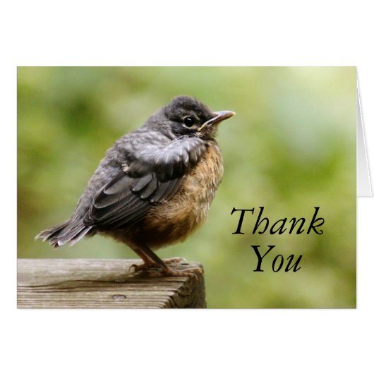 Young Robin Cards (Front Horizontal)