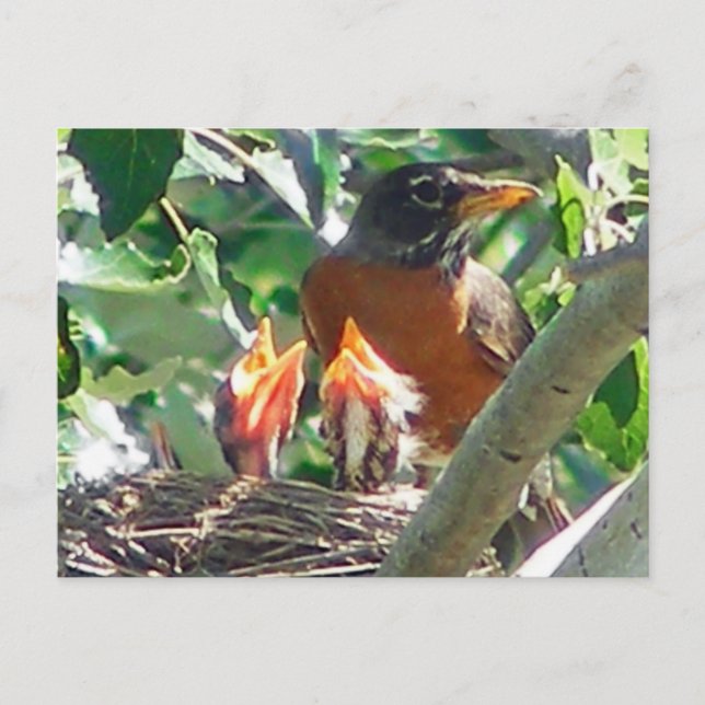 Young robins hungry, open beaks, looking for food postcard (Front)