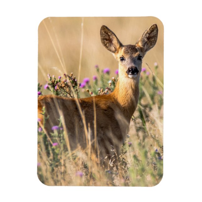 Young Roe Deer in Meadow Magnet (Vertical)