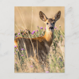 Young Roe Deer in Meadow Postcard