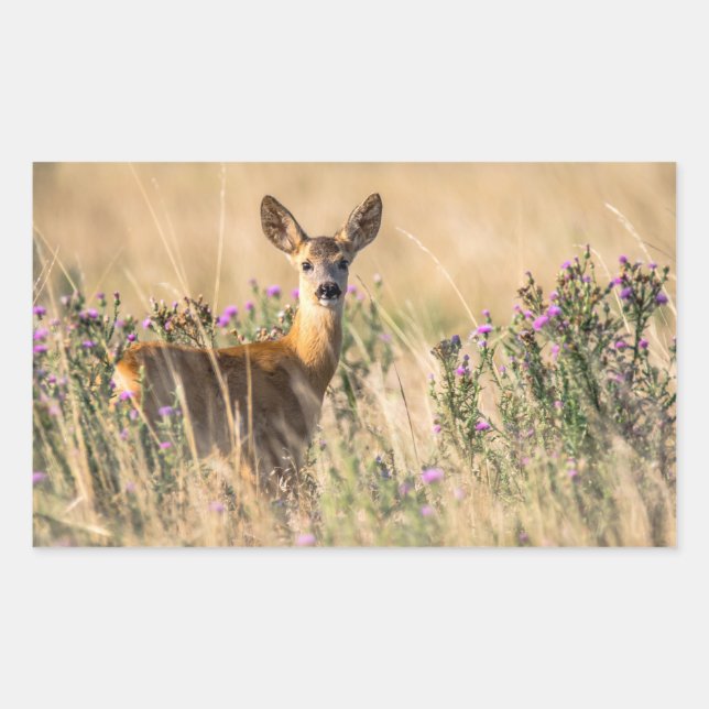 Young Roe Deer in Meadow Rectangular Sticker (Front)