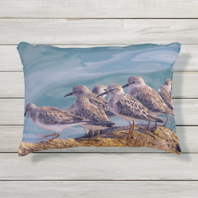 Young Ruddy Turnstones Outdoor Pillow (Front)