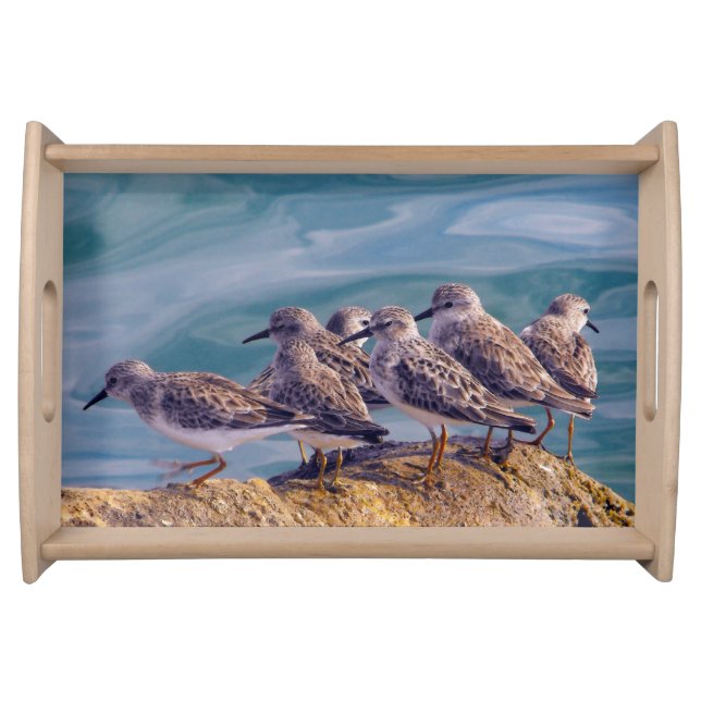 Young Ruddy Turnstones Serving Tray (Front)