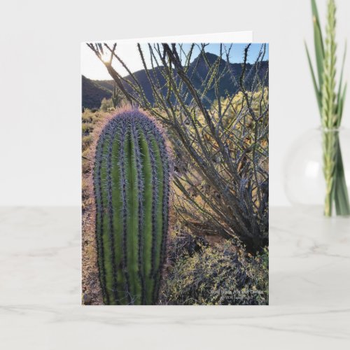 Young Saguaro Cactus Desert Ocotillo Arizona USA Card