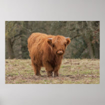 Scottish Highland baby cow Wrapping Paper by Haley Redshaw