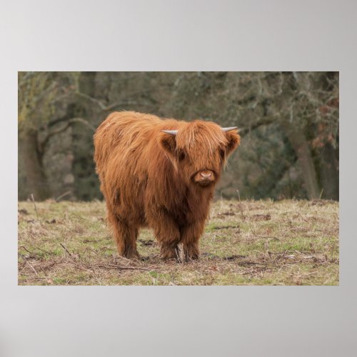 Young  Scottish Highland cow Poster