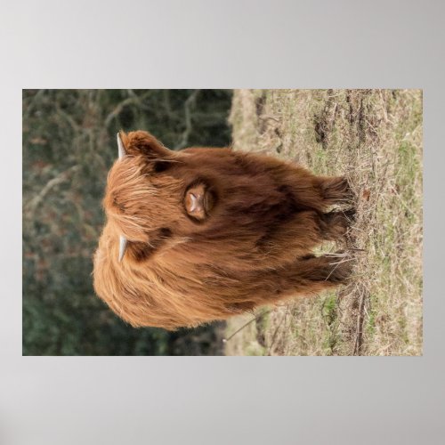 Young  Scottish Highland cow Poster