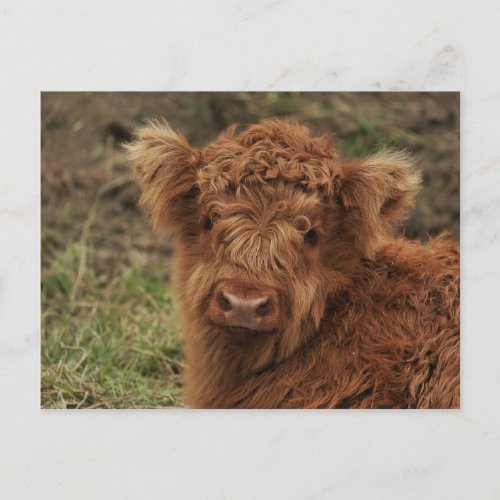 Young Scottish Highlander Postcard