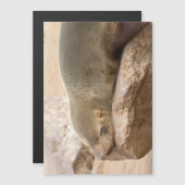 Young sea lion (Front/Back)