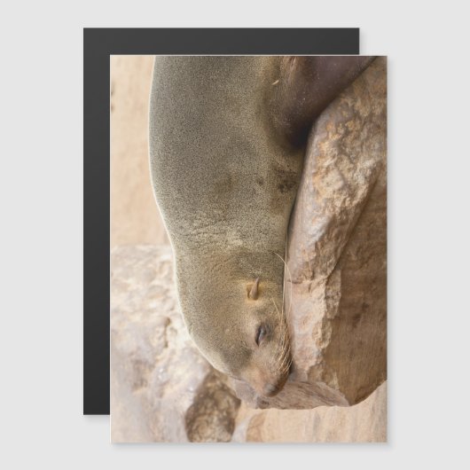 Young sea lion (Front/Back)