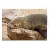 Young sea lion (Front Horizontal)