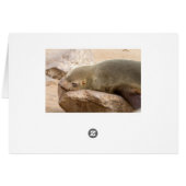 Young sea lion cards (Back Horizontal)