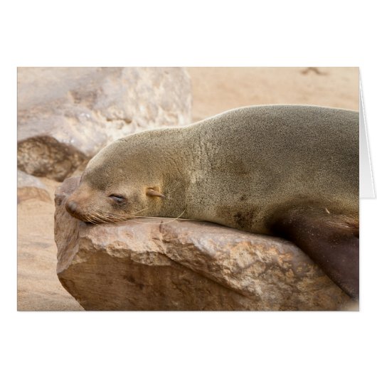 Young sea lion cards (Front Horizontal)