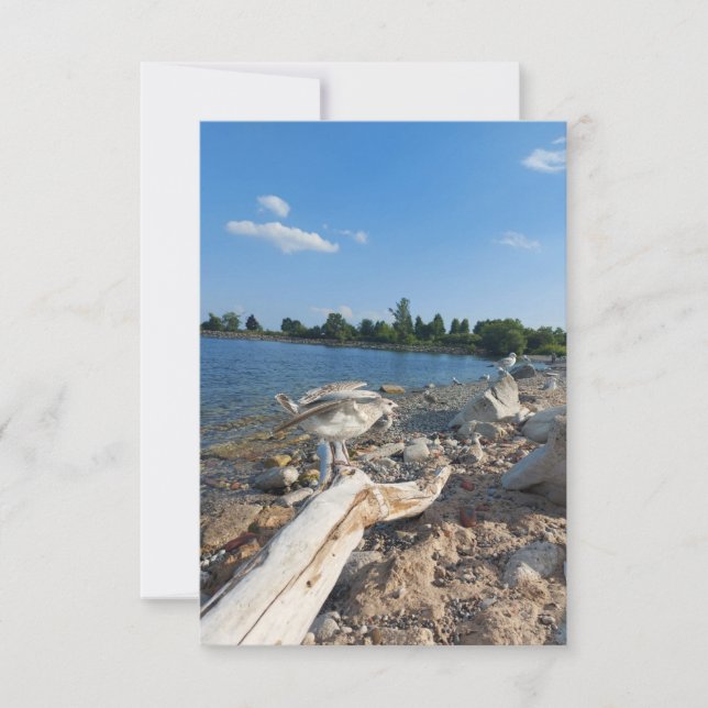 Young Seagull by the lake (Front)