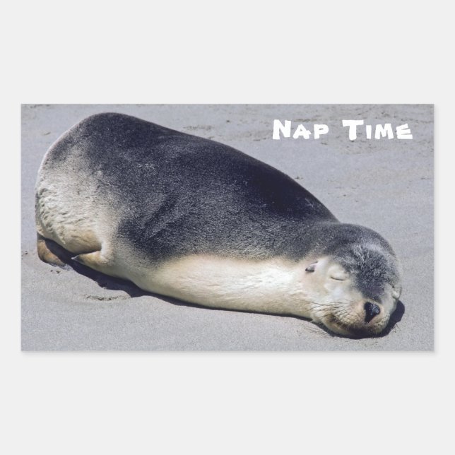 Young seal sleeping on a beach - Australia (Front)