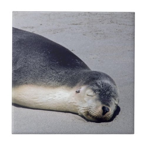 Young seal sleeping on a beach _ Australia Ceramic Tile