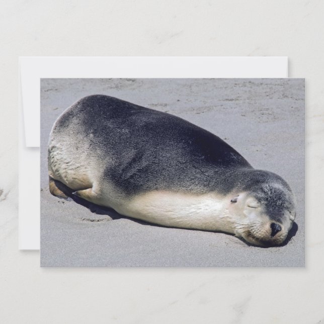 Young seal sleeping on a beach - Australia Invitation (Front)