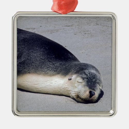 Young seal sleeping on a beach _ Australia Metal Ornament