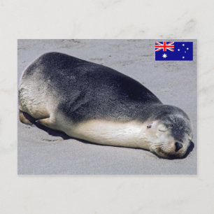 Young seal sleeping on a beach - Australia Postcard