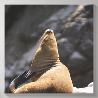 Young Sealion Canvas Photo Tile