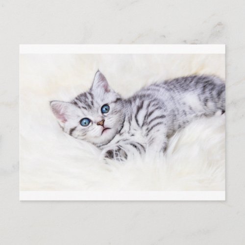 Young silver tabby spotted cat lying on sheep skin postcard