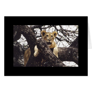 Young Simba Cards