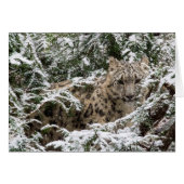 Young Snow Leopard (Front Horizontal)