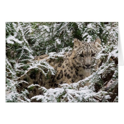 Young Snow Leopard Cards (Front Horizontal)