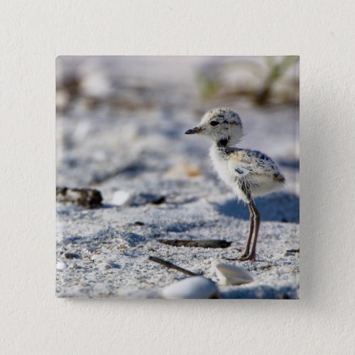 Young Snowy Plovers Charadrius alexandrinus Button