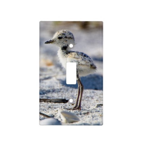 Young Snowy Plovers Charadrius alexandrinus Light Switch Cover