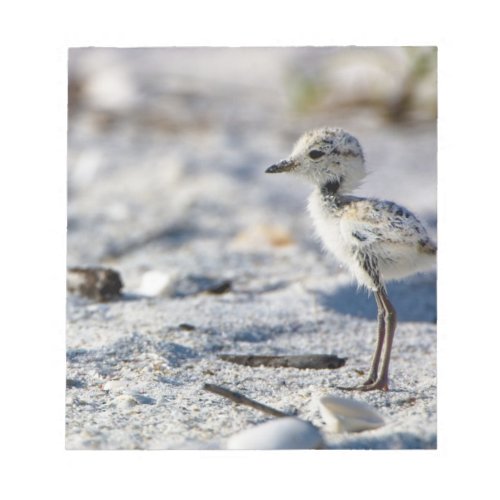 Young Snowy Plovers Charadrius alexandrinus Notepad