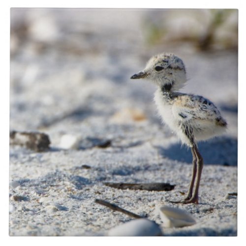 Young Snowy Plovers Charadrius alexandrinus Tile