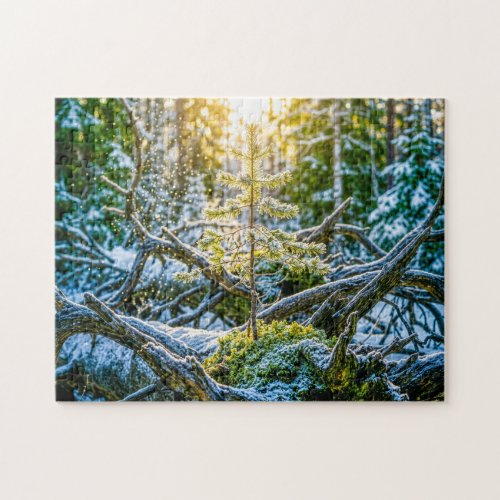 Young spruce growing on old roots jigsaw puzzle