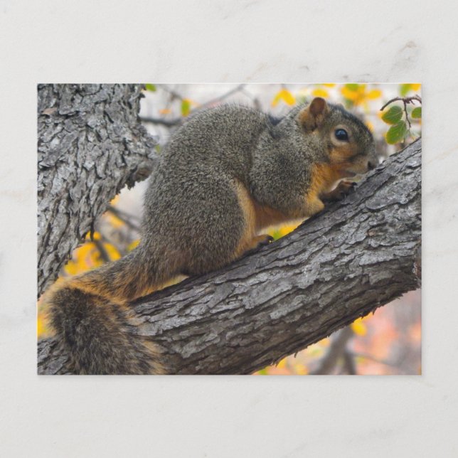 Young Squirrel in Tree Postcard (Front)