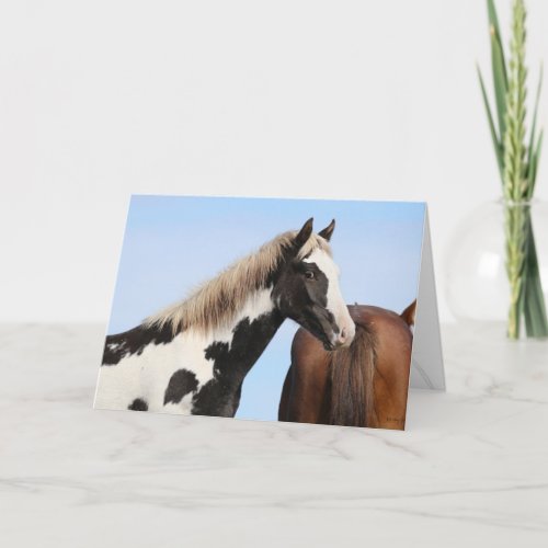 Young stallion Pinyon Folded Greeting Card