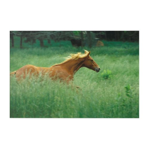 Young Stallion Runs Through Meadow Acrylic Print