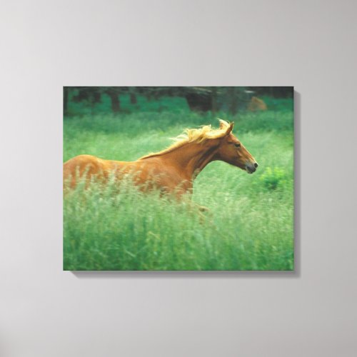Young Stallion Runs Through Meadow Canvas Print