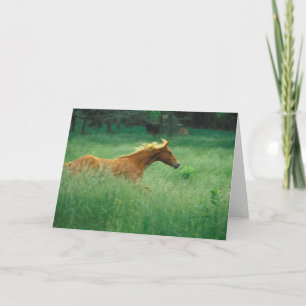 Young Stallion Runs Through Meadow Card