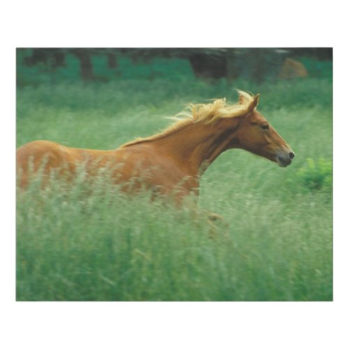 Young Stallion Runs Through Meadow Faux Canvas Print