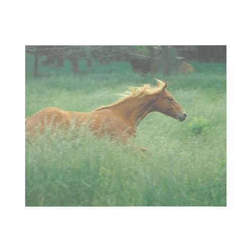 Young Stallion Runs Through Meadow Gallery Wrap