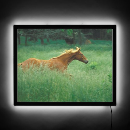 Young Stallion Runs Through Meadow LED Sign