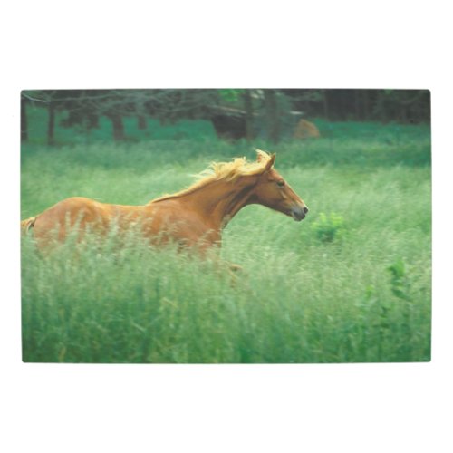 Young Stallion Runs Through Meadow Metal Print