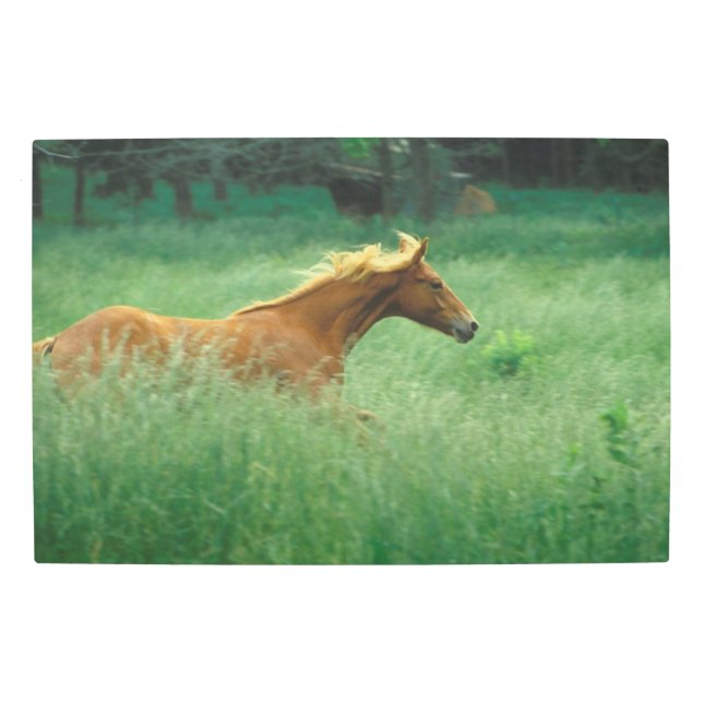 Young Stallion Runs Through Meadow Metal Print (Front)