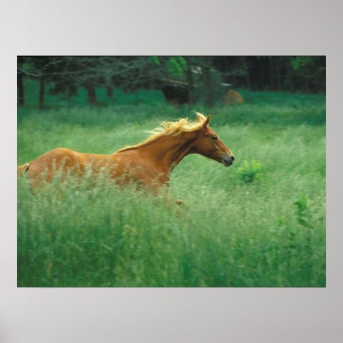 Young Stallion Runs Through Meadow Poster