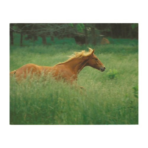 Young Stallion Runs Through Meadow Wood Wall Art