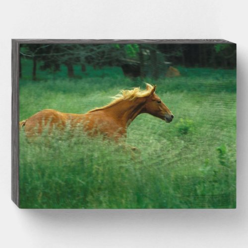 Young Stallion Runs Through Meadow Wooden Box Sign