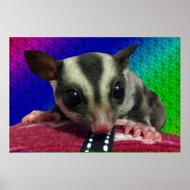 Young Sugar Glider Poster (Front)