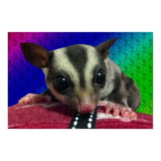 Young Sugar Glider Poster