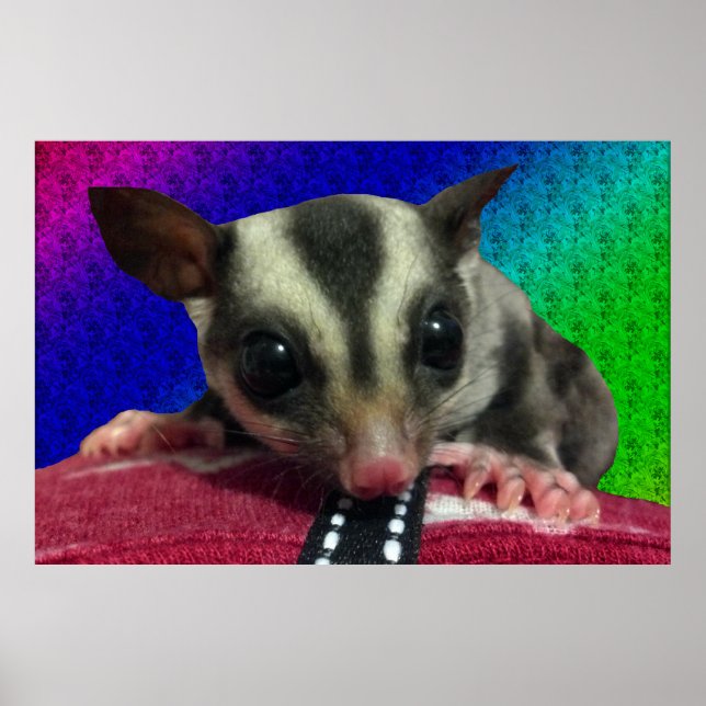 Young Sugar Glider Poster (Front)